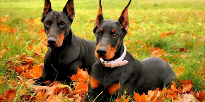 سگ دوبرمن پینچر Dobermann