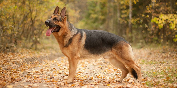 سگ ژرمن شپرد German Shepherd 