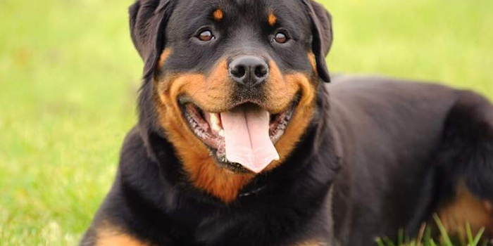 سگ روتوایلر rottweiler