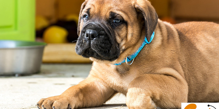 سگ بول ماستیف Bullmastiff