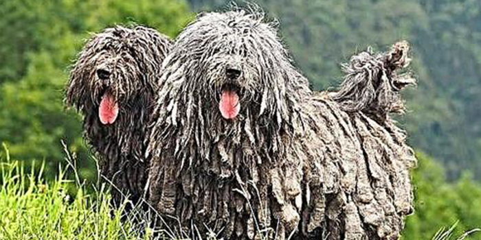 سگ کوموندور Komondor