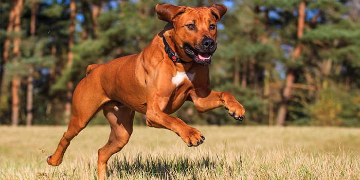 رودژین ریجب​ک Rhodesian Ridgeback